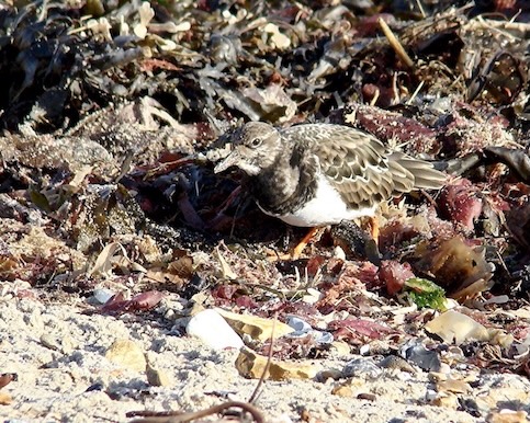 turnstone